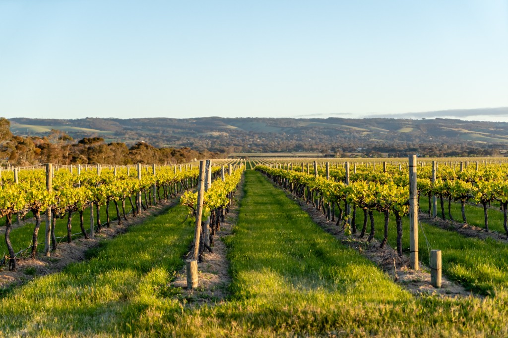 Rows of grapevines stretching toward rolling hills.