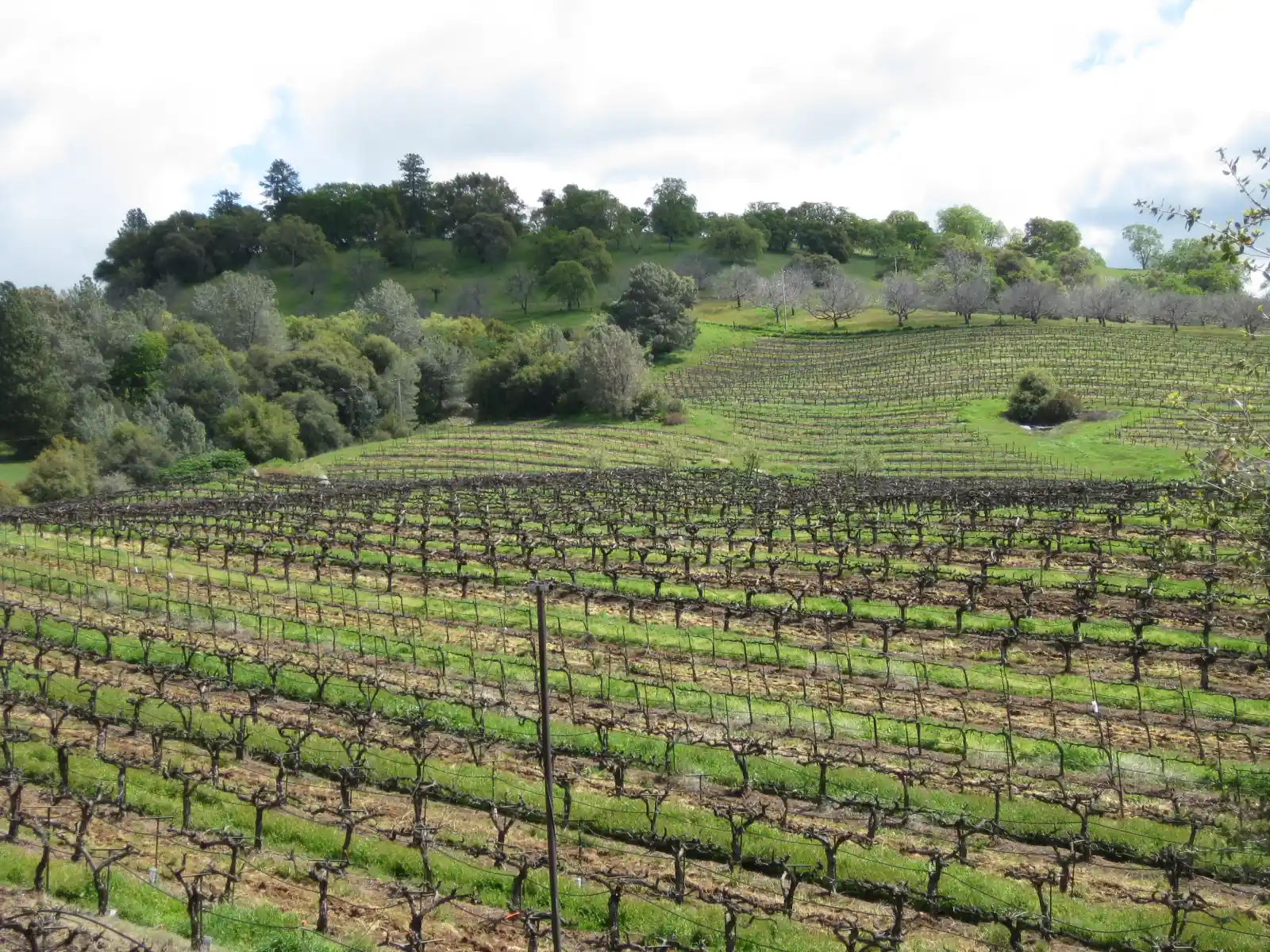 Rows of bare, pruned grapevines with a green cover crop on a hillside, with oaks and pines on the hilltop under white clouds, in the Sierra foothills of Amador County, California.