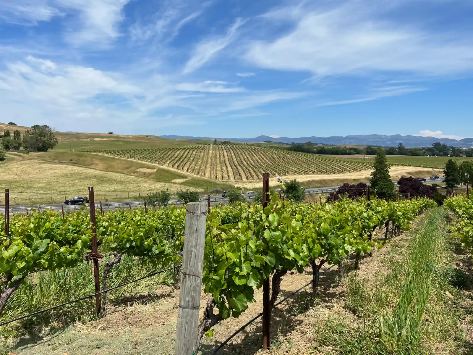 Rows of grapevines on a Carneros hillside, with rolling hills, a highway and distant mountains beyond.