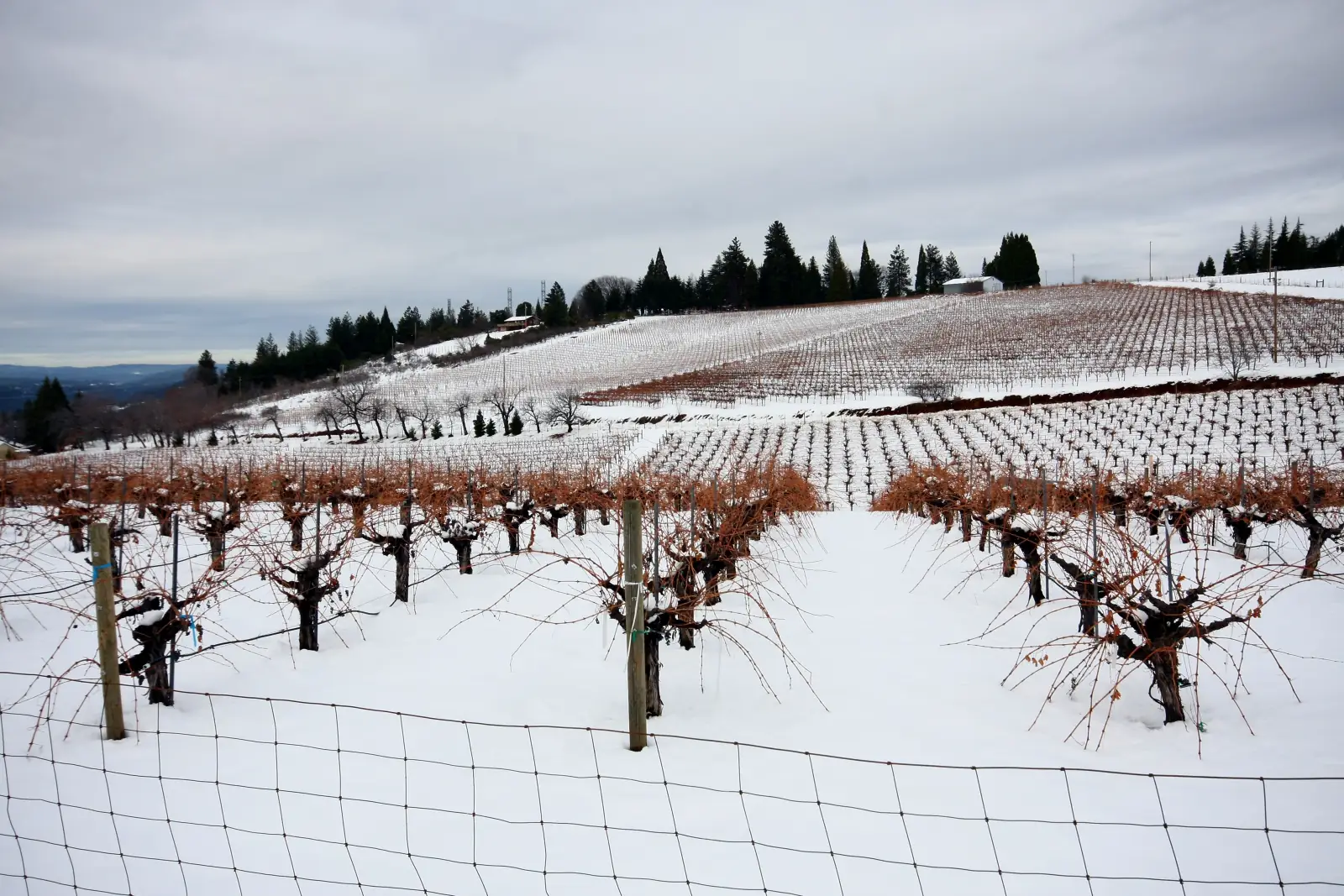 Rows of bare grapevines on a snow-covered hillside vineyard in El Dorado County, California, with evergreen trees along the ridge under a gray sky.