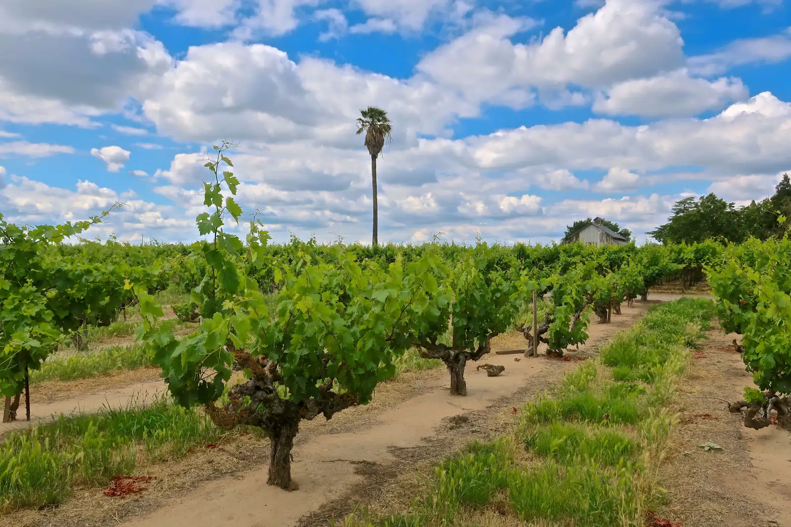 Rows of old-vine Zinfandel in leaf under a blue sky with puffy clouds, a tall palm tree and a barn on the horizon, Lodi, California.