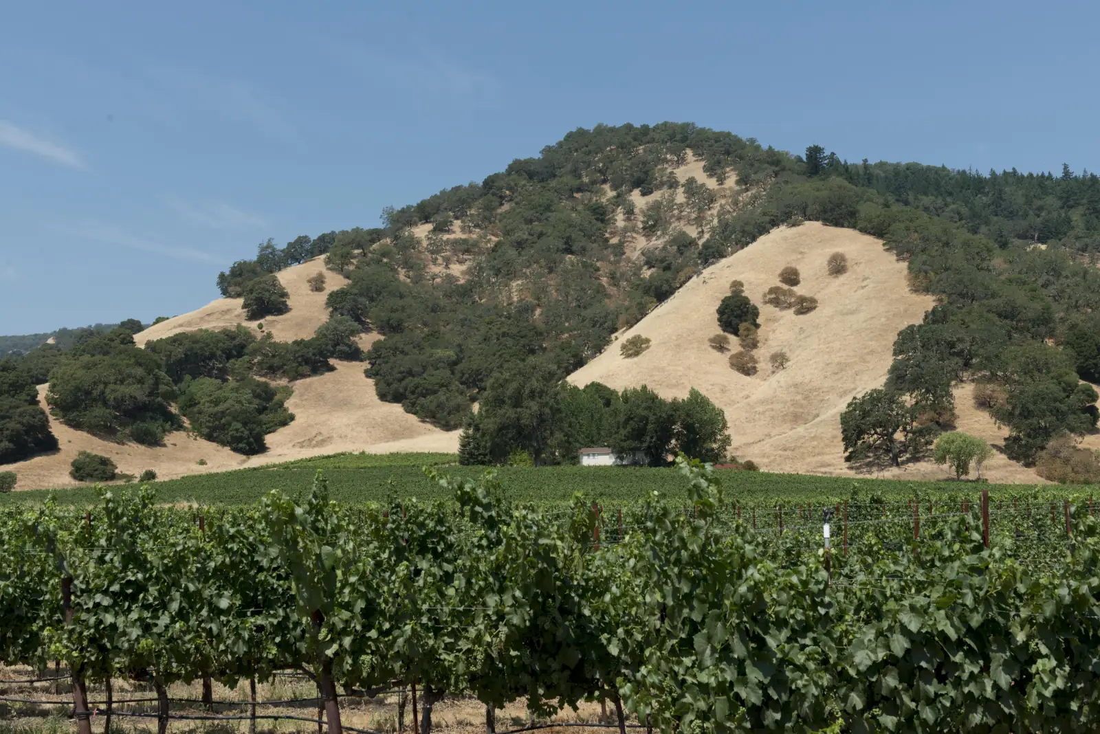 Leafy grapevines in the foreground of a Mendocino County vineyard, with a tall oak-studded hill of golden summer grass rising behind under a clear blue sky.
