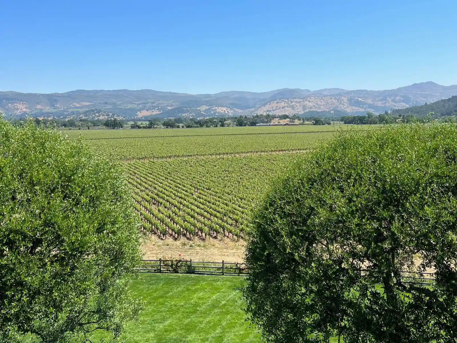 Vineyards stretching across the Napa Valley floor toward the mountains, framed by two olive trees.