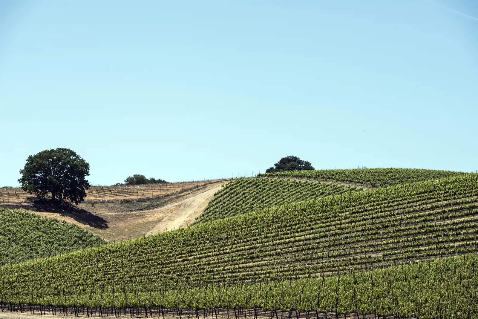 Rolling vineyard hills dotted with oak trees and a dirt farm track beside Highway 46 in Paso Robles wine country, California.
