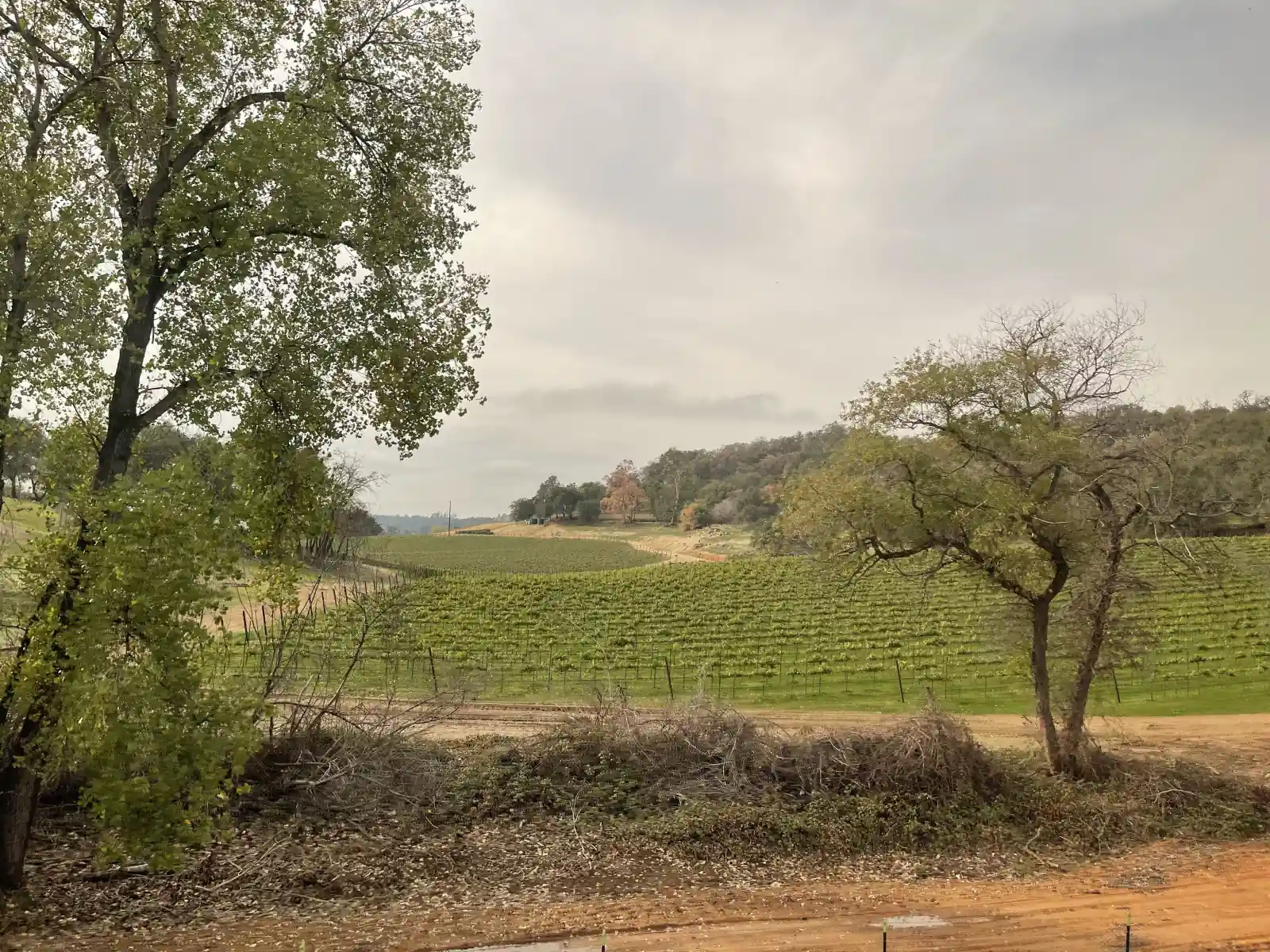 Rows of green grapevines on a rolling oak-dotted foothill in Placer County, California, under an overcast sky.