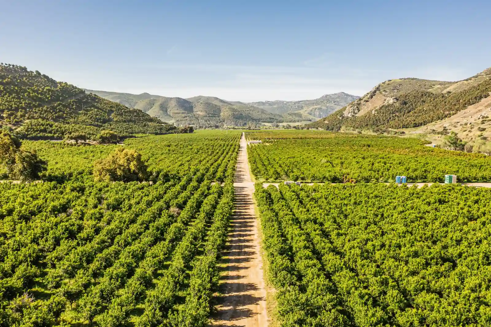 Aerial view of orchard rows divided by a dirt track in the San Pasqual Valley near Escondido, with hills beyond.