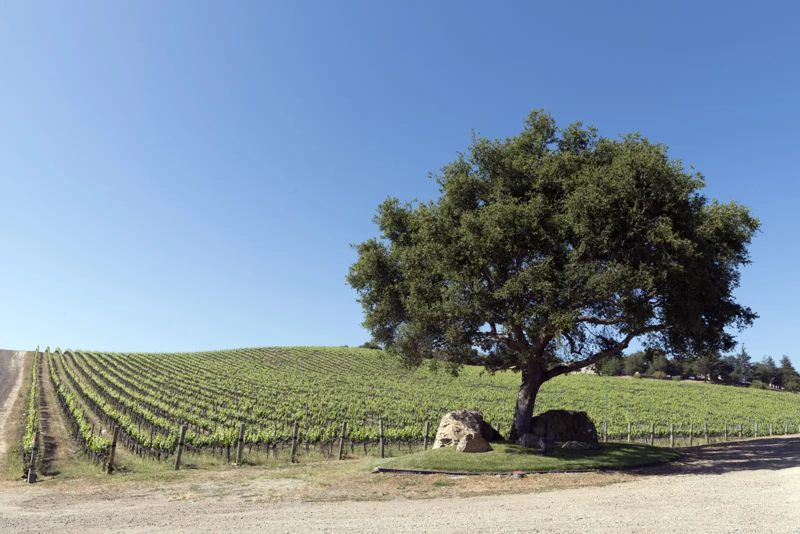 A large oak beside a hillside vineyard in the Arroyo Grande Valley under a clear blue sky.