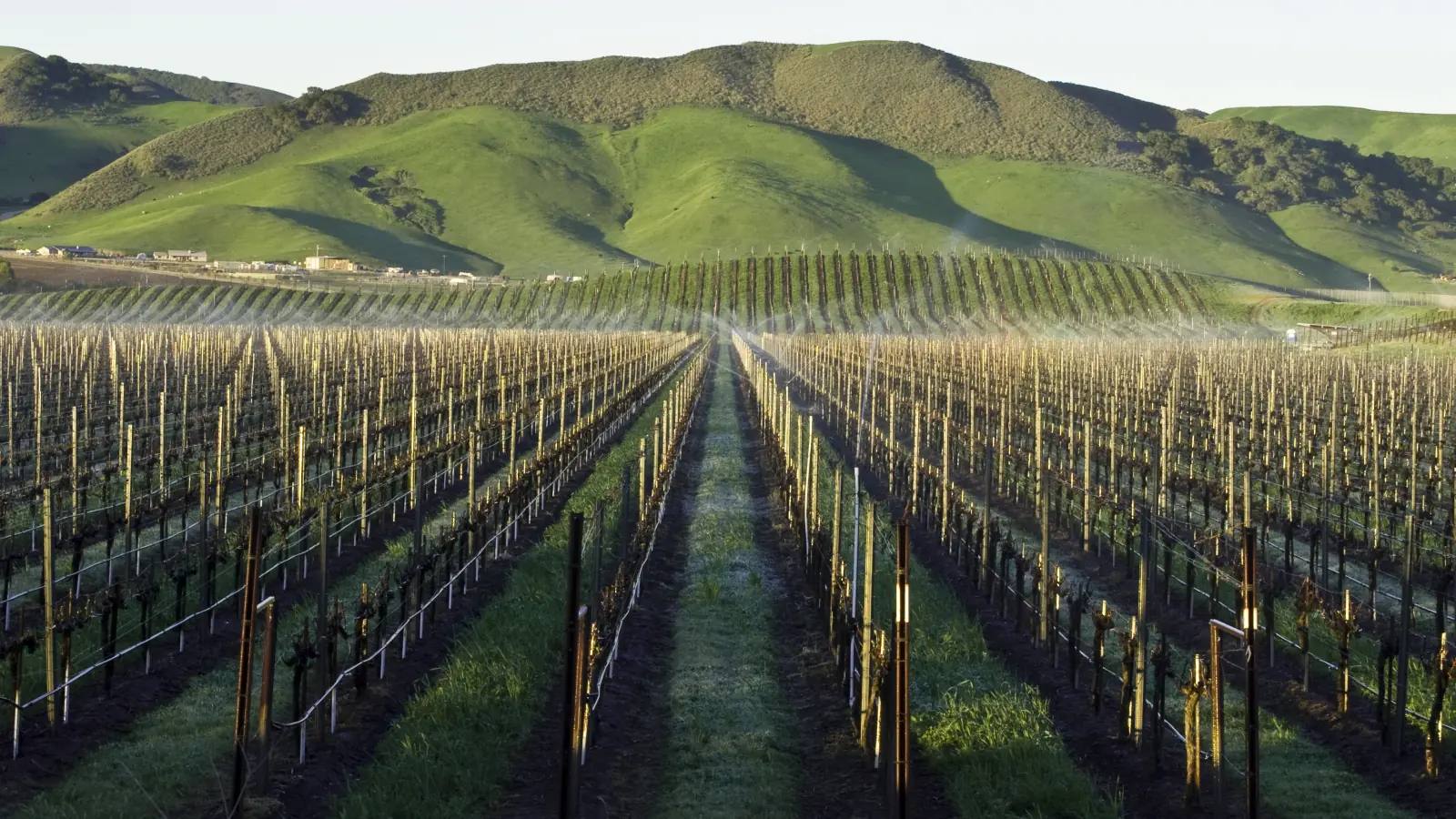 Rows of dormant grapevines converge toward green rolling hills in early morning light, with a mist from overhead sprinklers over the vines, near Los Alamos in Santa Barbara County.