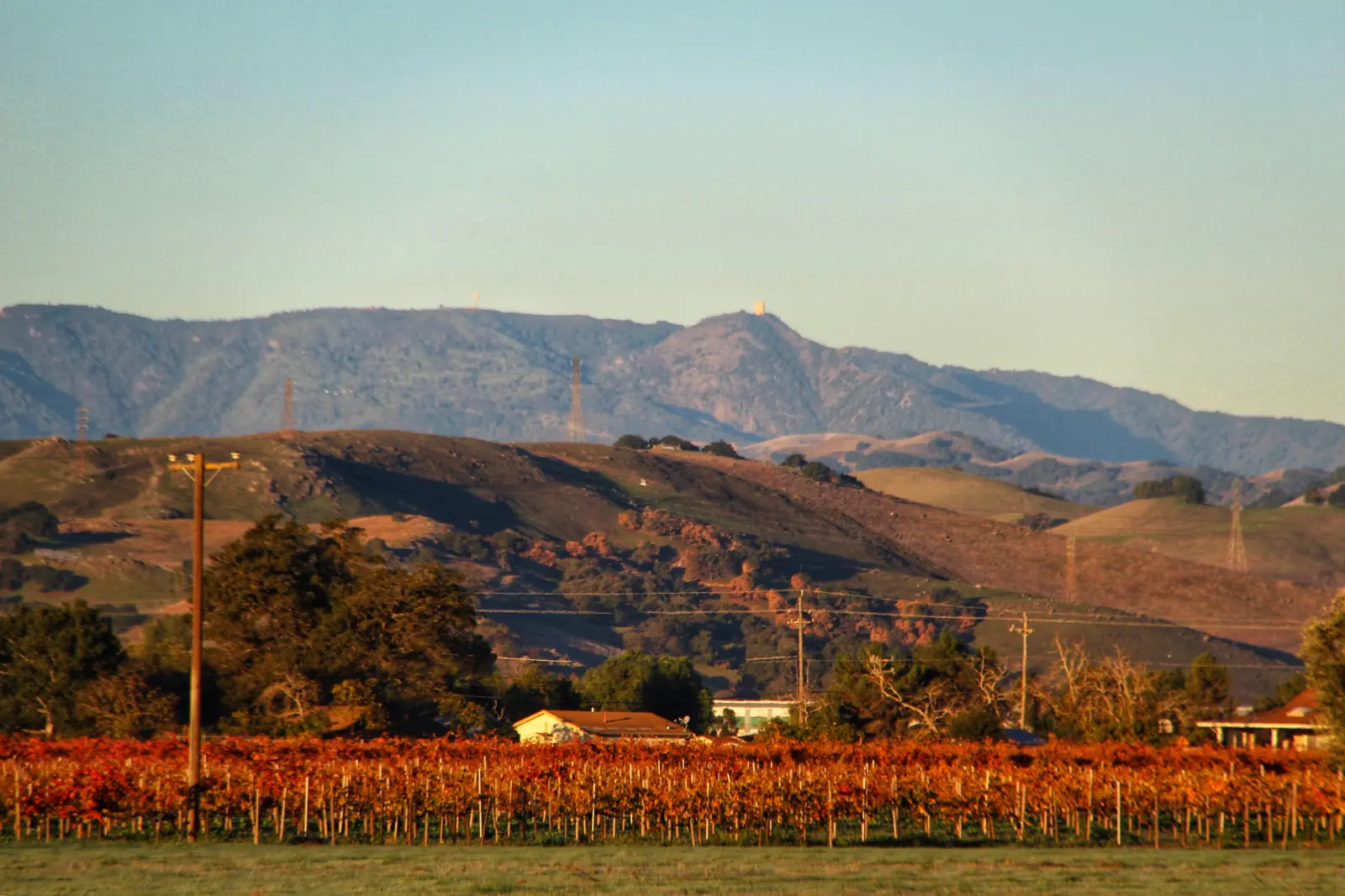 Rows of autumn-colored grapevines in the Morgan Hill valley at sunrise, with golden foothills and a distant ridge crowned by the Mount Hamilton observatory buildings.