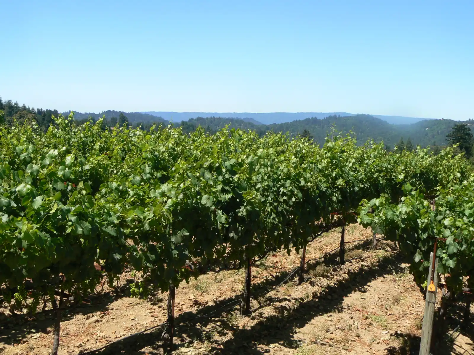 Grapevine rows on a sunny ridge in the Santa Cruz Mountains, with forested hills beyond.