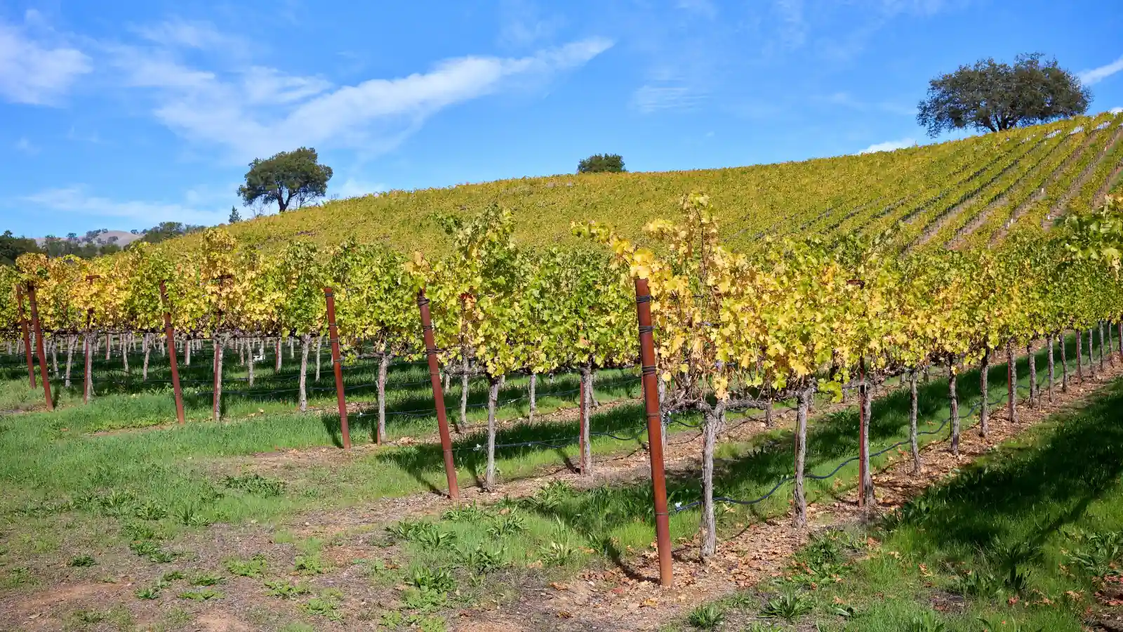 Autumn vineyard rows in golden leaf climbing a rolling hill with oak trees under a blue sky in Alexander Valley, Sonoma County.
