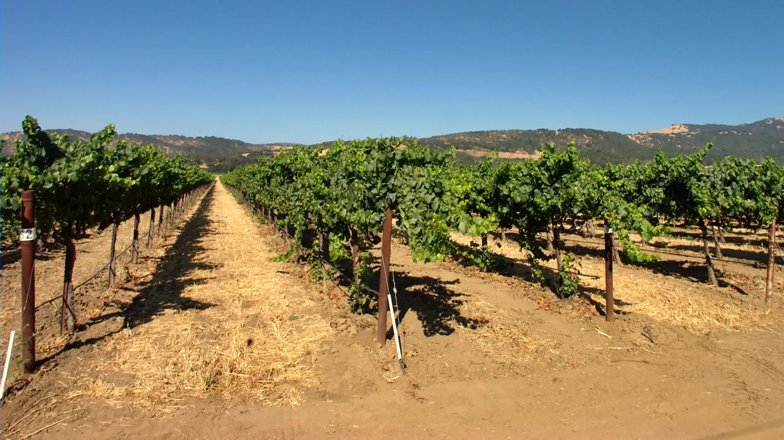 Rows of leafy grapevines over bare soil and straw lead toward low hills in the Suisun Valley under a clear blue sky.