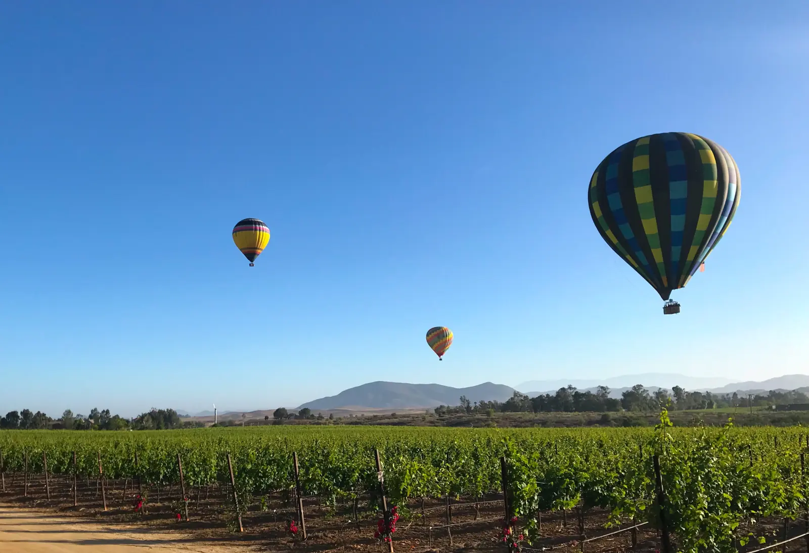 Three hot air balloons drifting over green vineyard rows in the Temecula Valley, with hills in the distance under a clear blue sky.