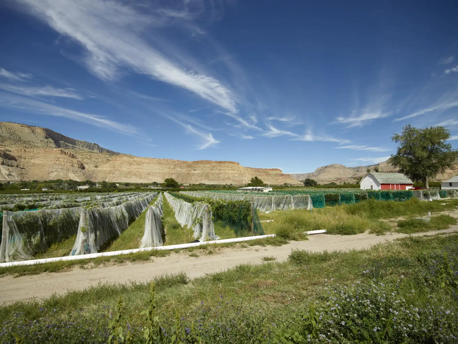 Rows of grapevines under protective netting in a Palisade vineyard, with the sandstone cliffs of the Grand Valley under a blue sky.