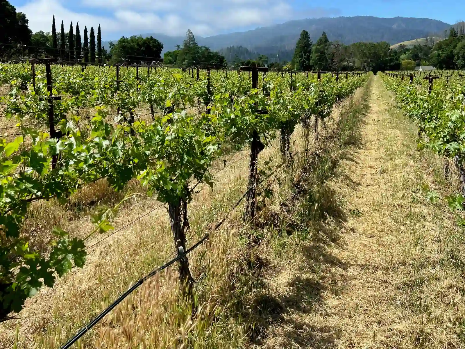 Rows of spring grapevines with tall cypress trees and forested hills beyond in Napa Valley.