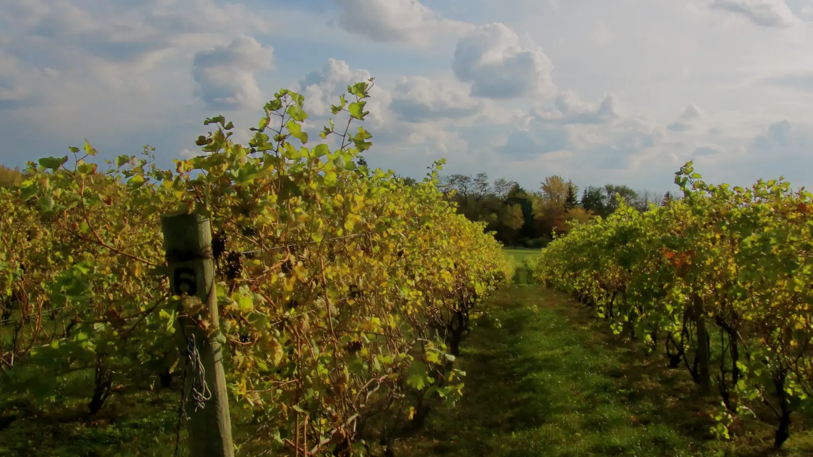 Two rows of trellised grapevines with yellowing autumn leaves flank a grass alley under a blue sky with scattered clouds in a vineyard near Coloma, Michigan.