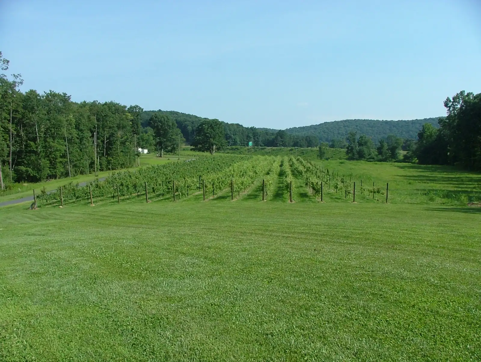 Rows of young grapevines running down a mown field into a wooded valley with forested hills behind, Swan Creek, Yadkin Valley, North Carolina.