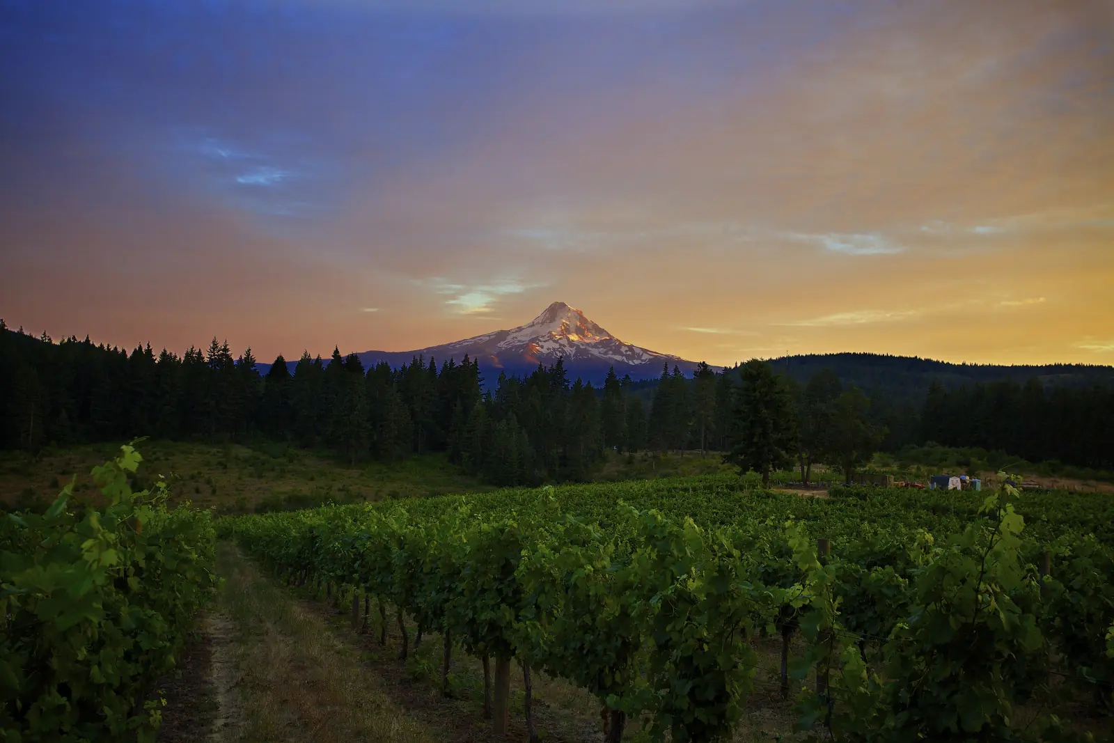 Vineyard rows at dusk with snow-capped Mount Hood beyond.