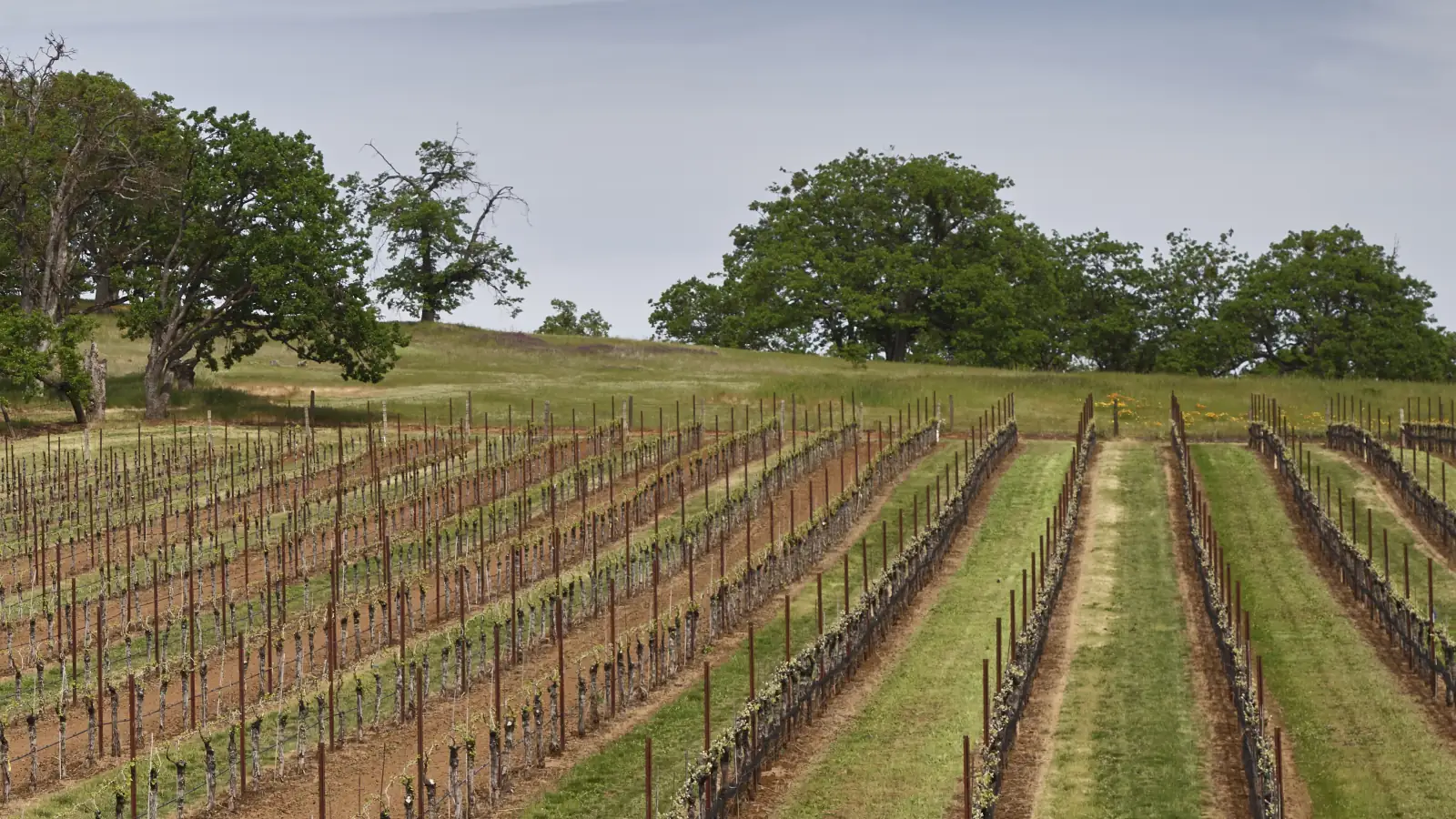 Rows of trellised grapevines just coming into leaf, with grassy alleys, climb a hillside topped with oak trees near Jacksonville in Oregon's Rogue Valley.