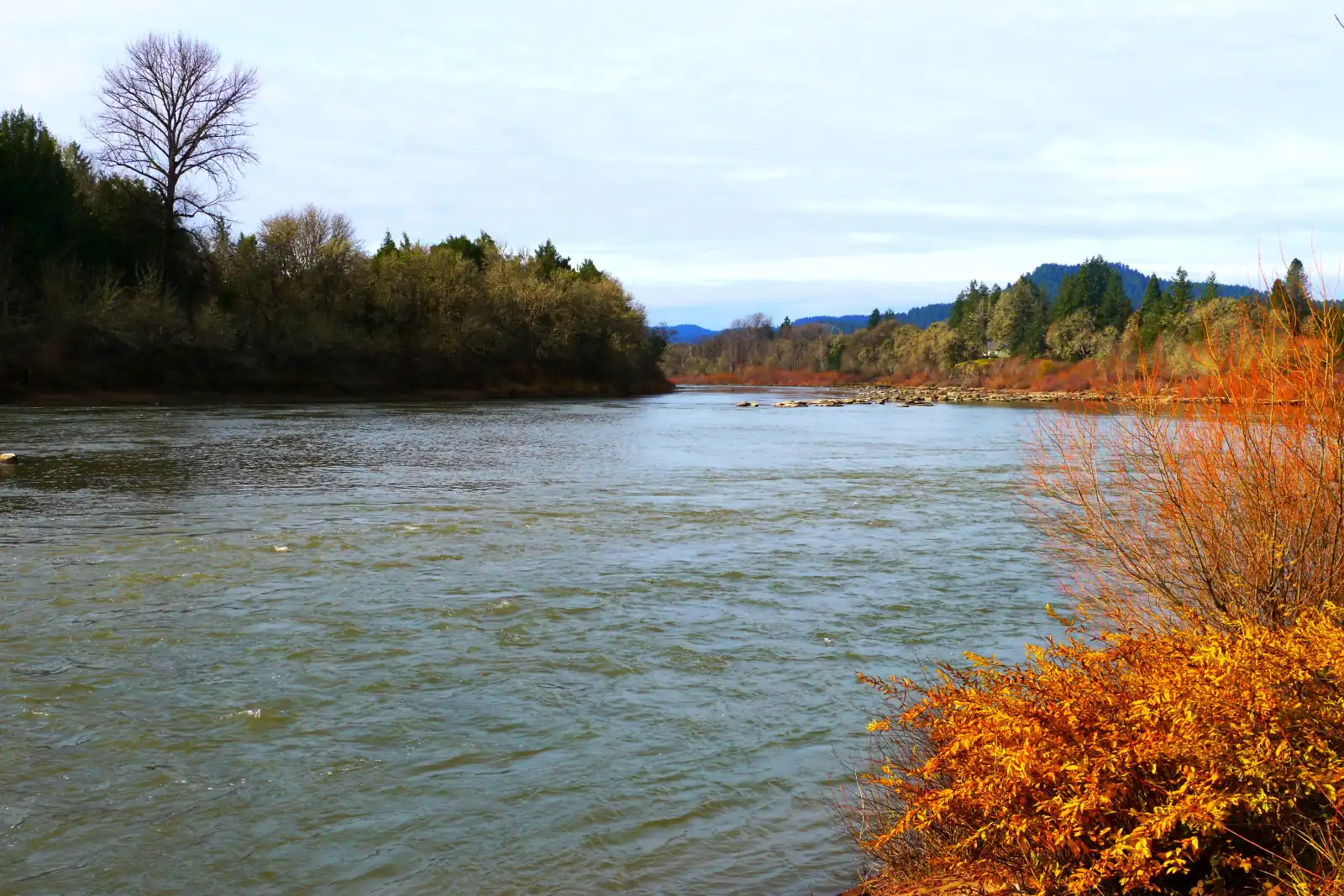 The Umpqua River bending past tree-lined banks with orange shrubs and forested hills beyond near Elkton, Oregon.