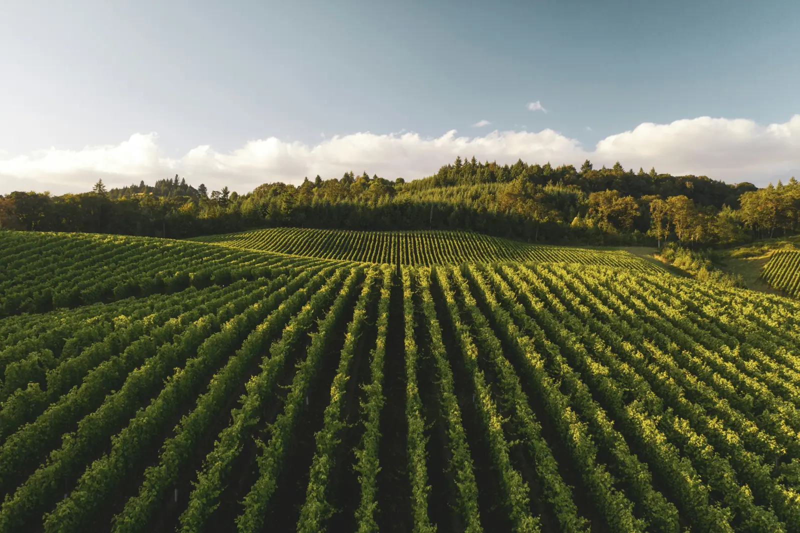 Rows of green grapevines curve over a Willamette Valley hillside toward a tree-lined ridge under a warm, low sun.