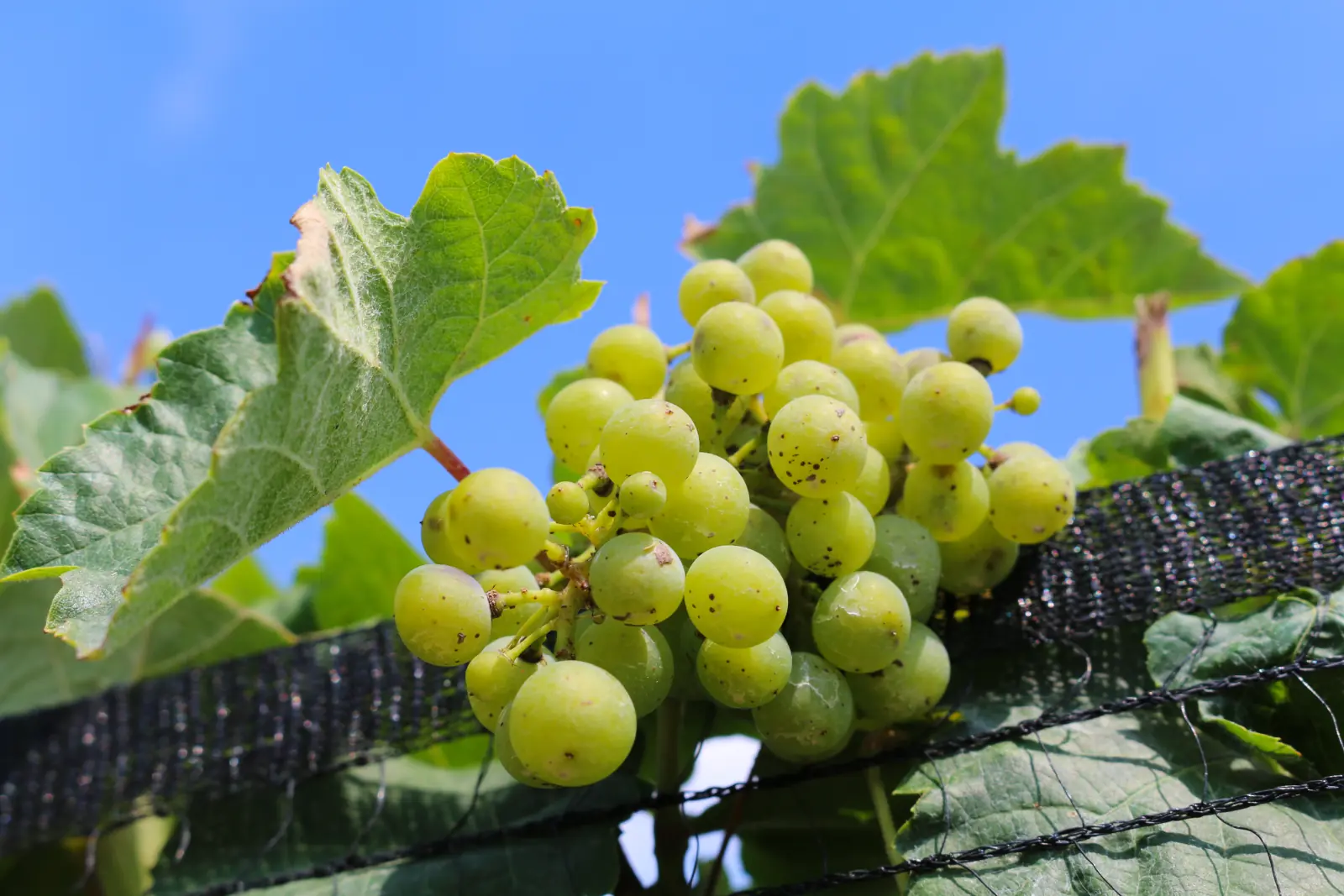 Green wine grapes on the vine seen from below against a blue sky, with grape leaves and bird netting in the foreground.