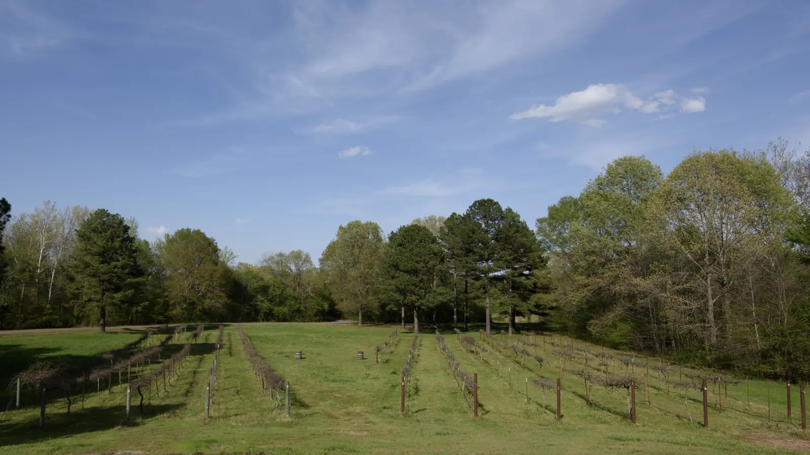 Rows of trellised grapevines on a green, grassy slope under a blue sky, with pines and hardwood trees behind, at an Arkansas vineyard.