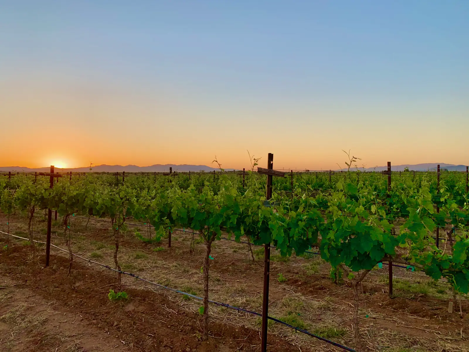 Rows of green wine grape vines on wooden posts at sunset in the Willcox wine area of southeastern Arizona, with low mountains on the horizon.