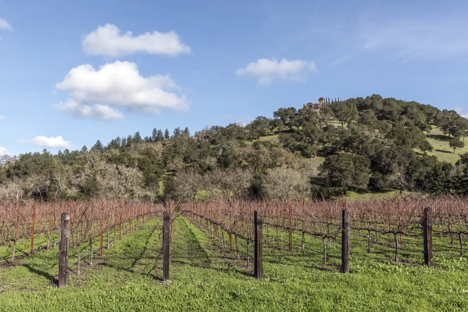 Rows of autumn-colored grapevines with a wooded hill behind in California wine country.