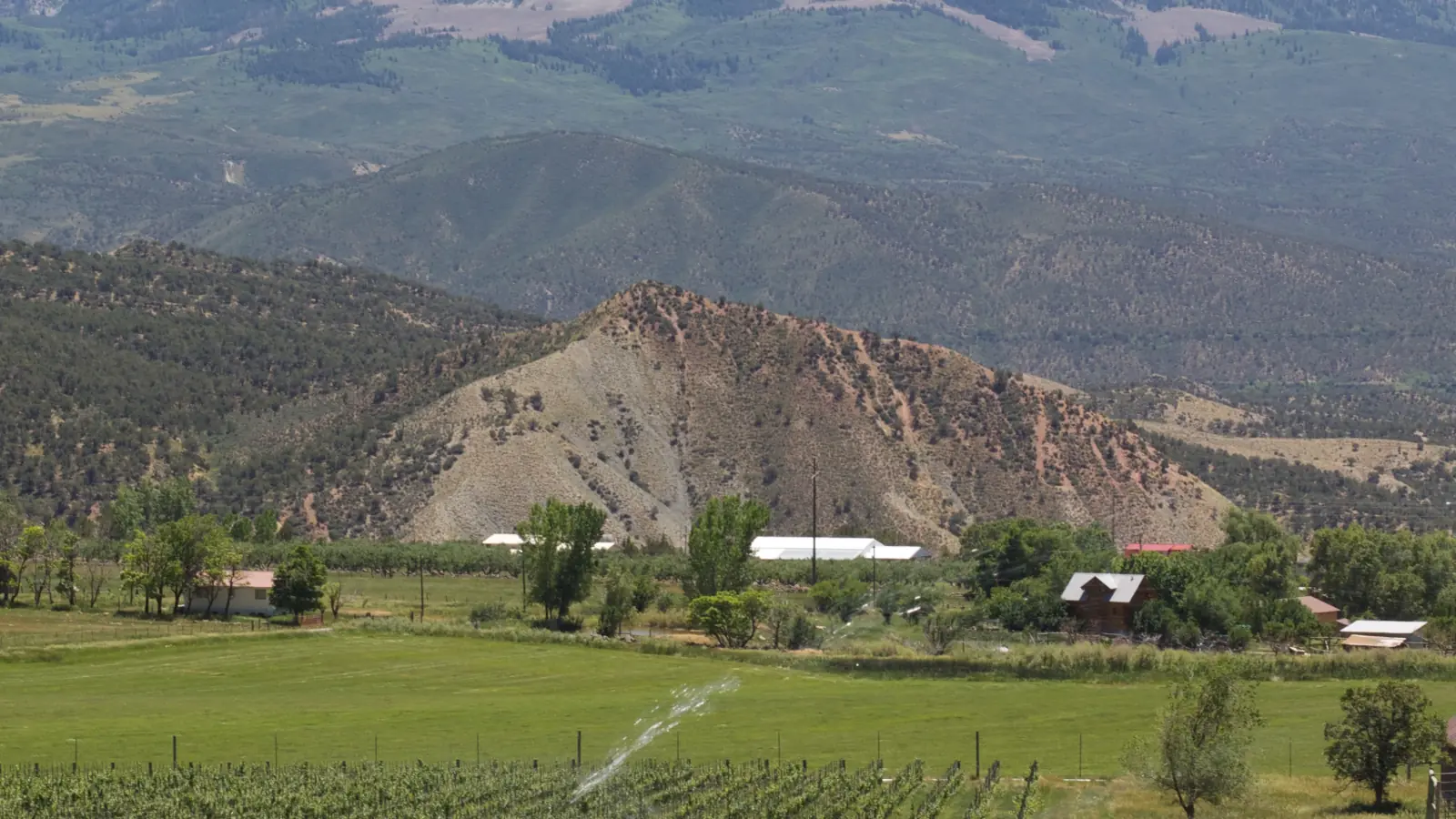 Rows of young grapevines in a green Paonia, Colorado valley, with a snow-dusted peak rising behind farmland under a clear blue sky.