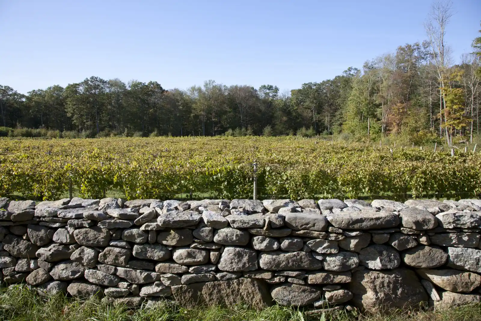 Rows of autumn-yellow grapevines on trellis wire behind a dry-laid fieldstone wall, with a tree line and blue sky at a vineyard in Pomfret, Connecticut.