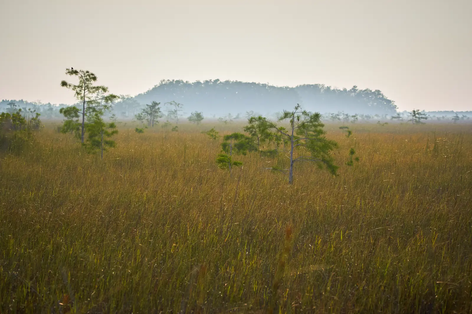 Hazy marsh grassland dotted with small trees and a distant cypress dome in Everglades National Park, Florida.
