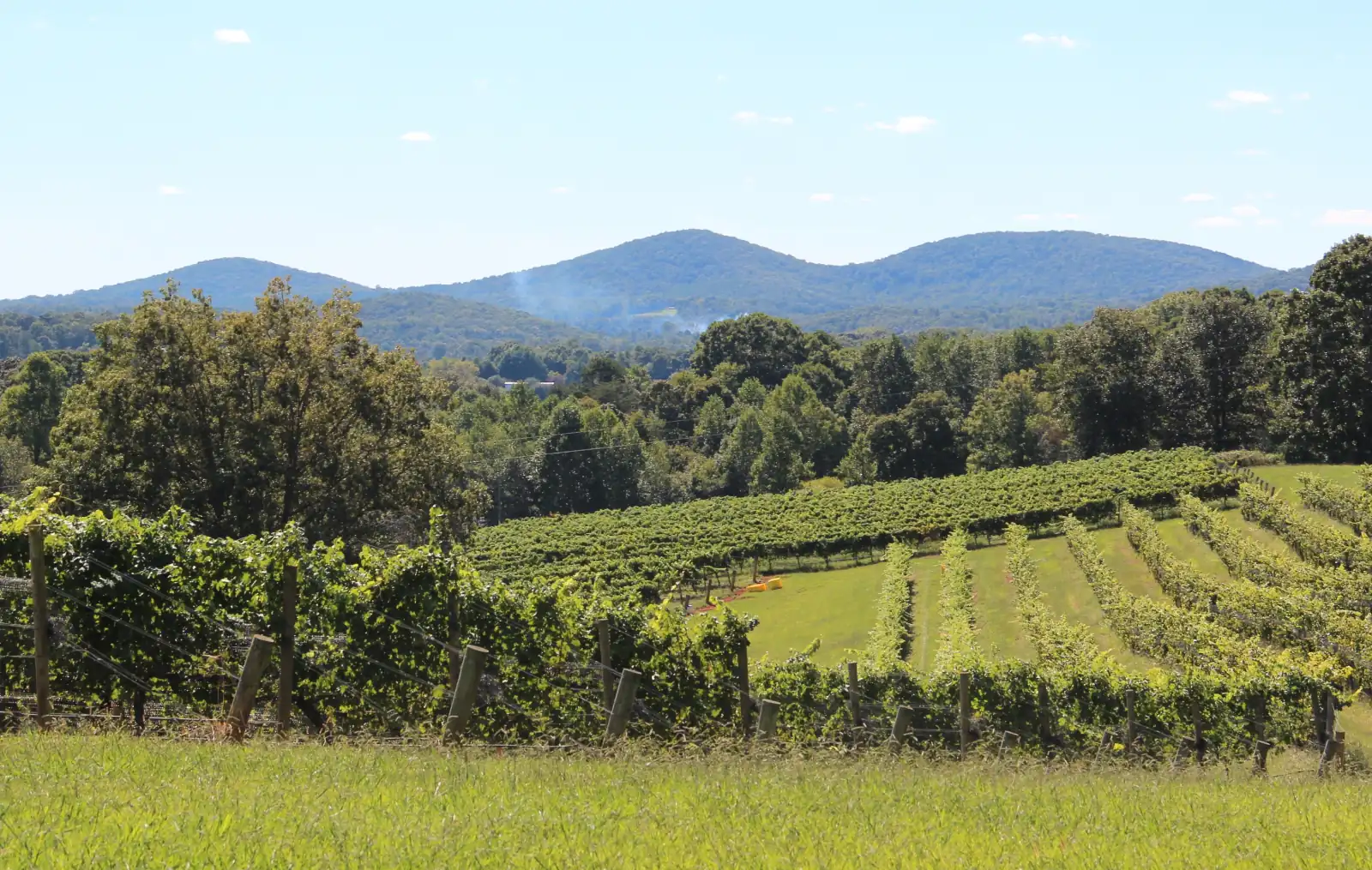Rows of green grapevines on a Georgia hillside under a pale blue sky, with the wooded Three Sisters ridge beyond.