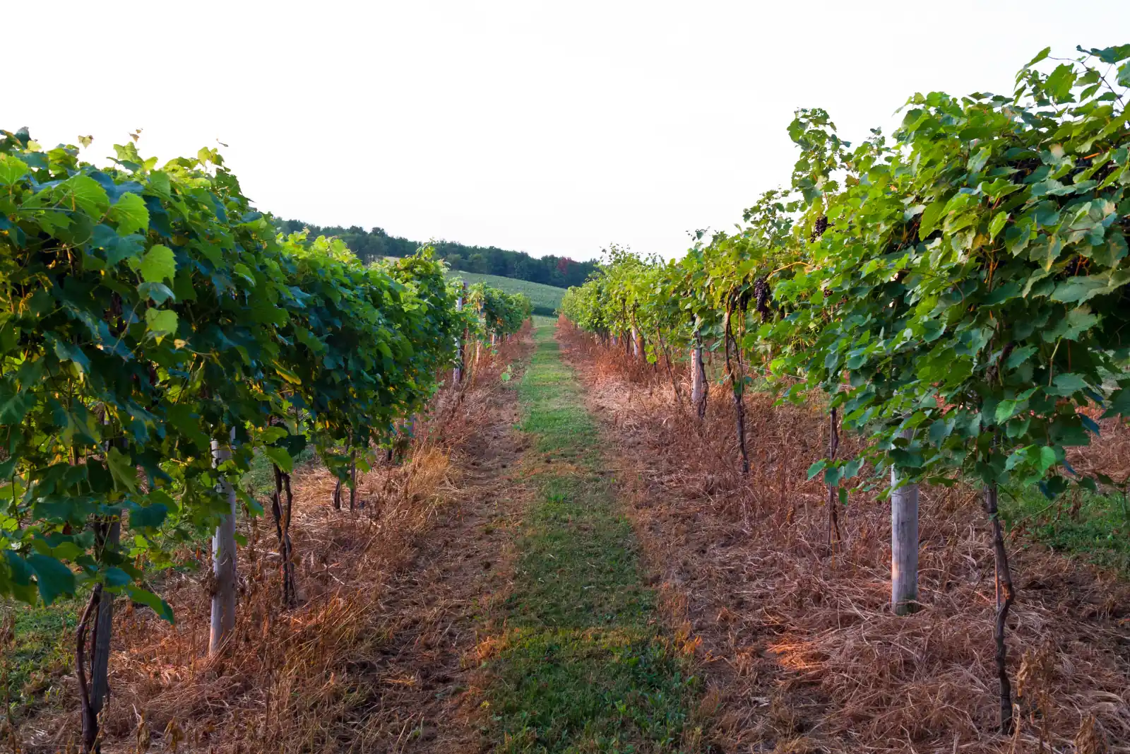 A grass alley between two rows of leafy grapevines with ripening clusters leads toward a farm field and wooded hills at a vineyard in Jackson County, Iowa.