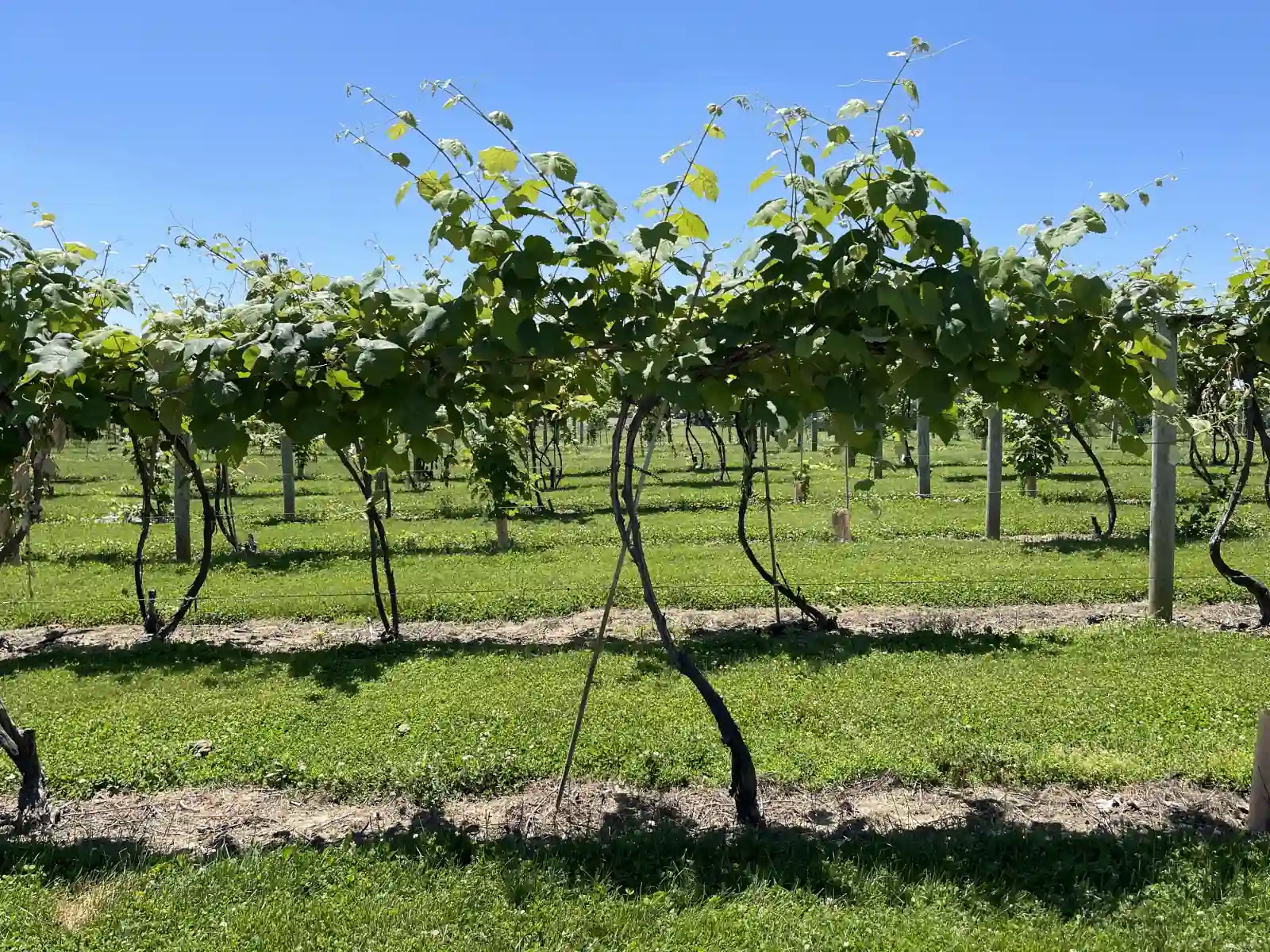 Rows of trellised Catawba grapevines with green leaves and grass alleys under a clear blue sky at an Indiana vineyard.
