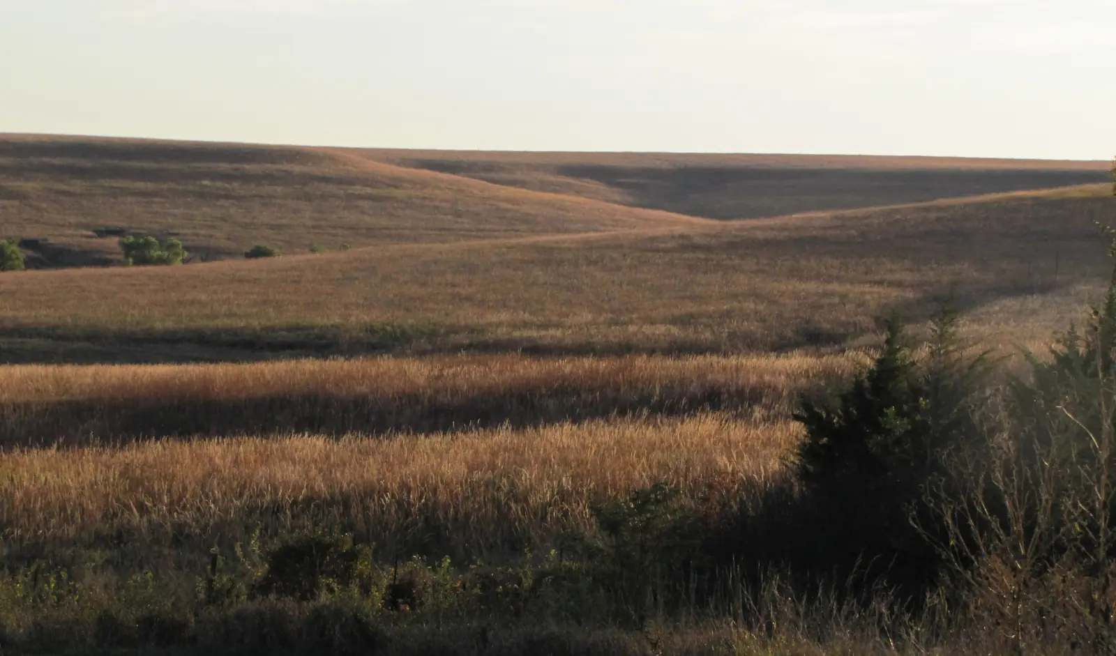 Rolling Flint Hills pasture glowing gold in late-day light under a pale sky, Tallgrass Prairie National Preserve, Kansas.