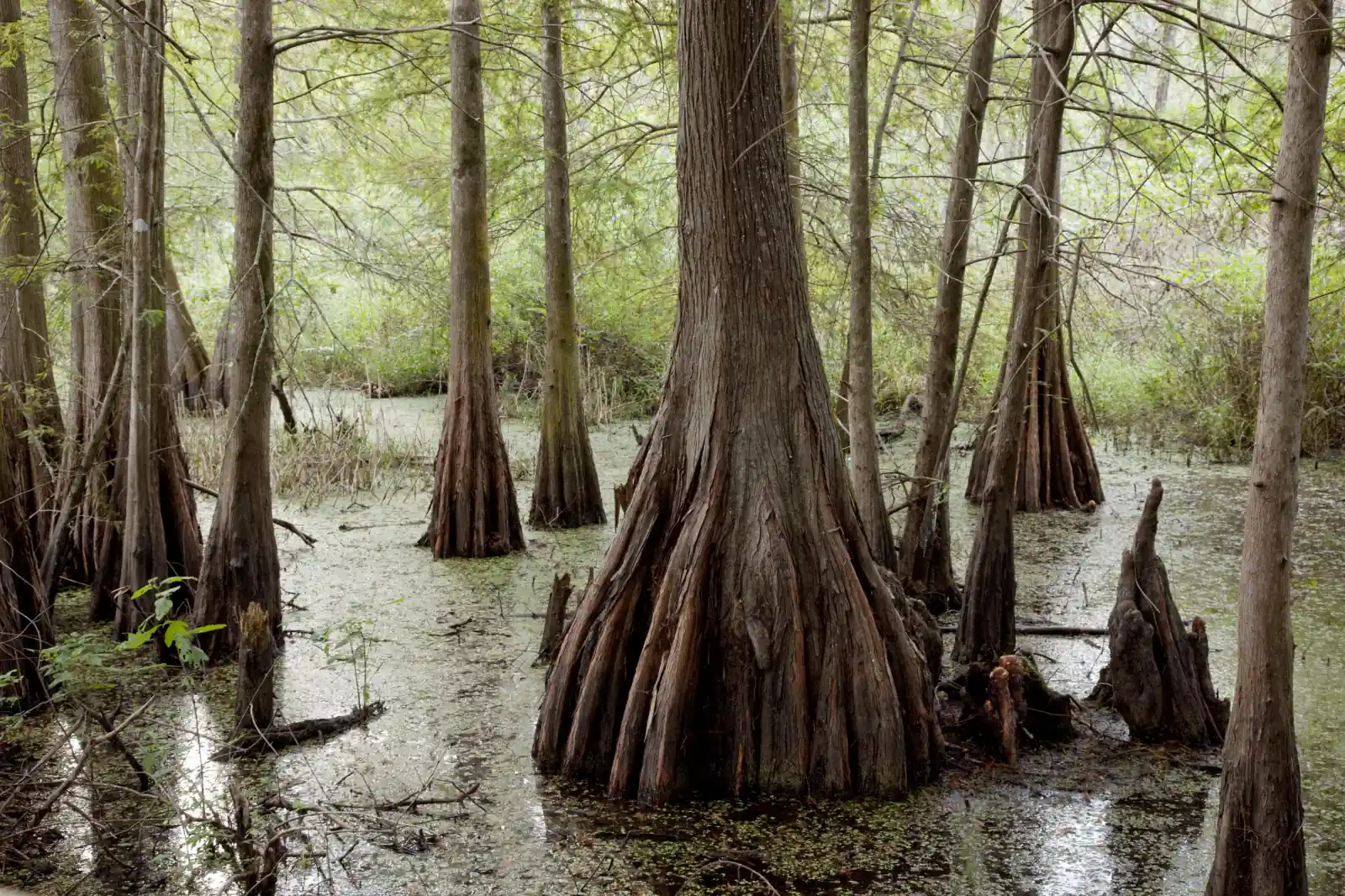 Bald cypress trees with flared trunks stand in green swamp water in Lafayette, Louisiana.
