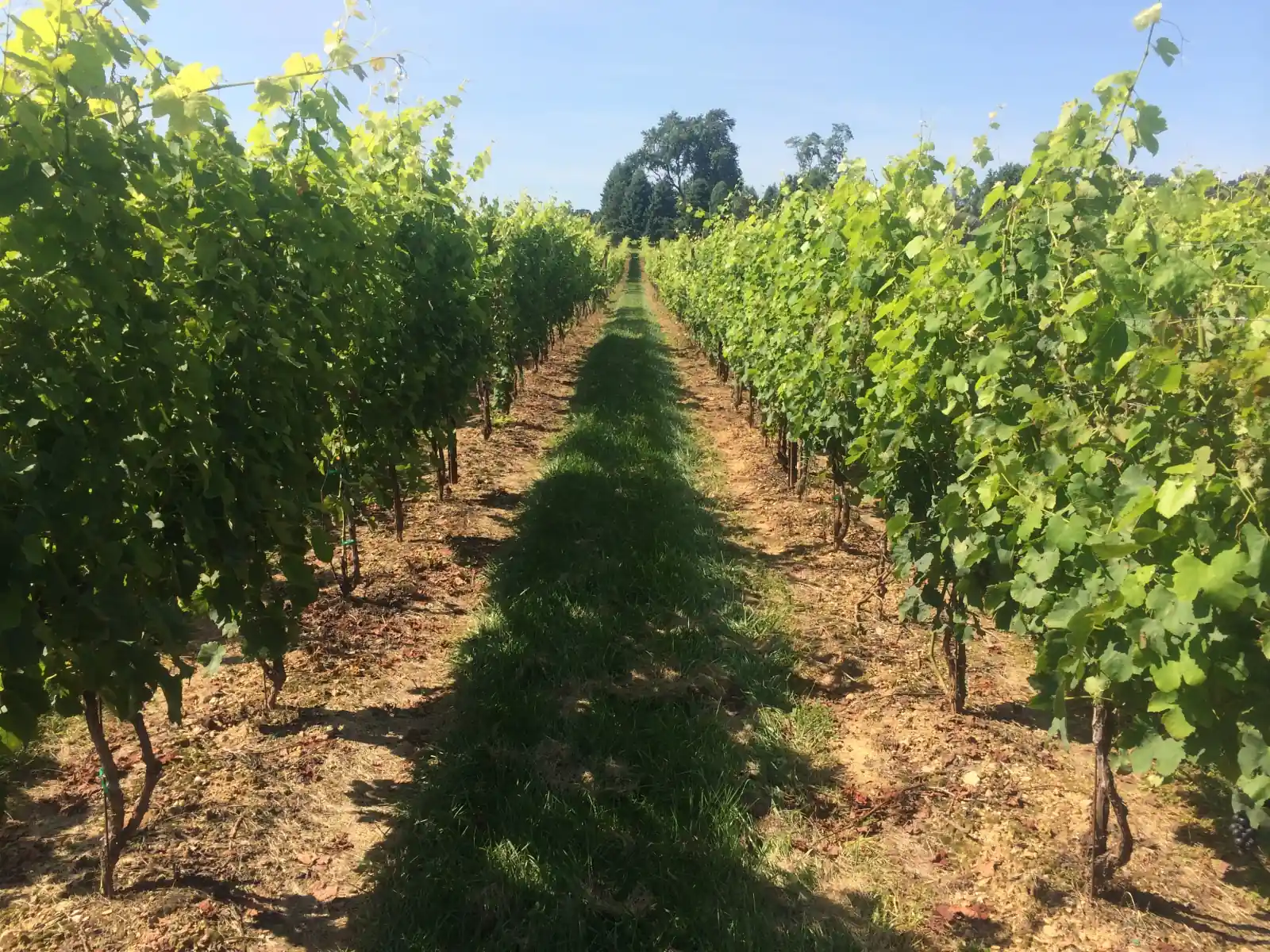 Rows of leafy green wine grapevines in summer on a Maryland vineyard, with a mown grass alley leading toward a line of trees under a blue sky.