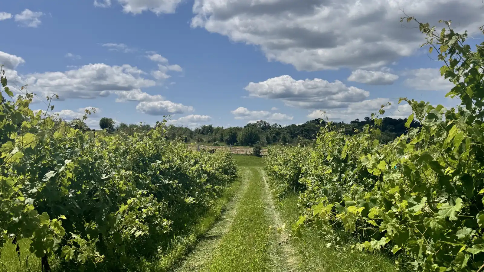 A mown grass path runs between two rows of leafy green grapevines toward distant trees, under a bright blue sky with large white clouds, at a vineyard in Waconia, Minnesota.