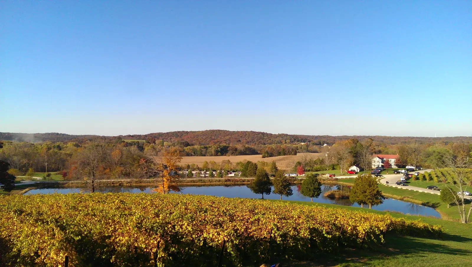 Rows of vines in autumn gold on a hillside above a pond, with rolling Missouri hills under a clear blue sky.