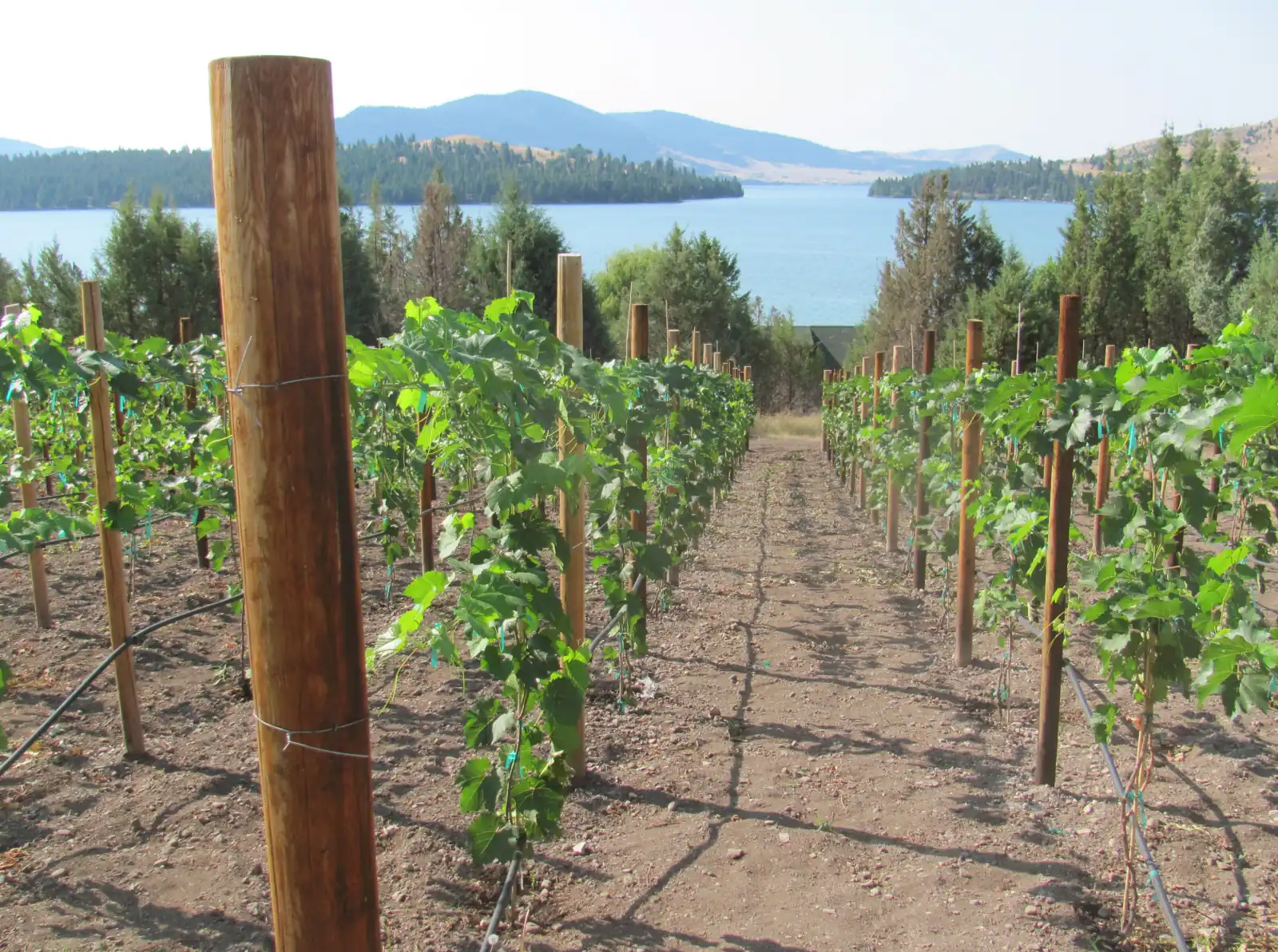 Rows of young grapevines on wooden posts with drip irrigation, leading toward a blue Flathead Lake and forested hills in Lake County, Montana.