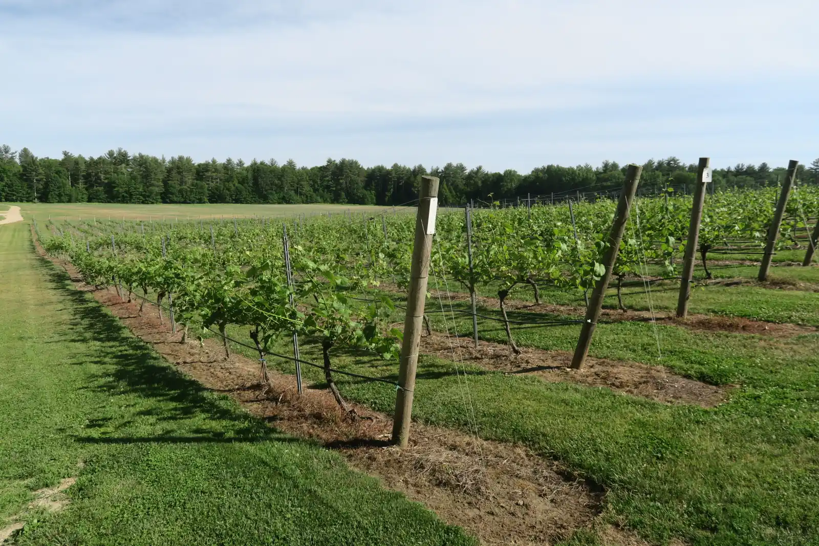 Rows of young grapevines trained on wooden trellis posts at a New Hampshire vineyard, with a pine tree line and open sky beyond.
