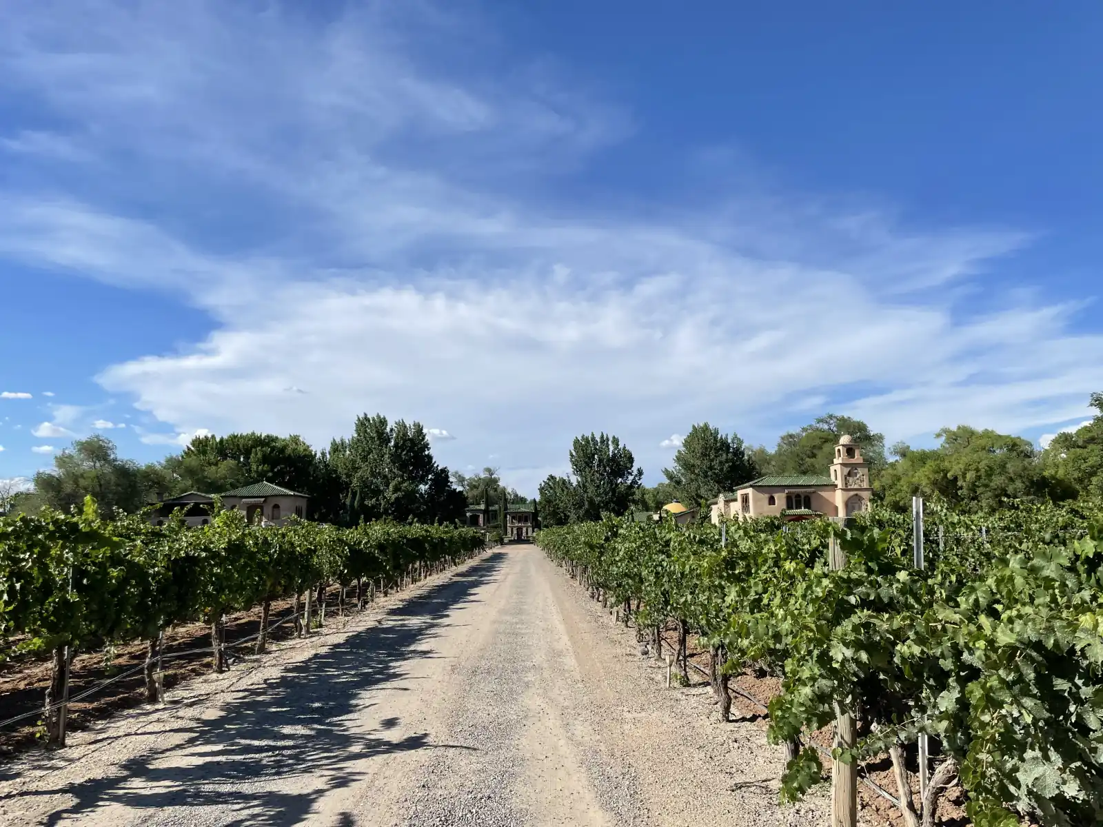 Gravel lane between rows of leafy green grapevines under a blue sky with clouds, with trees and a winery tower in the distance, Los Ranchos de Albuquerque, New Mexico.