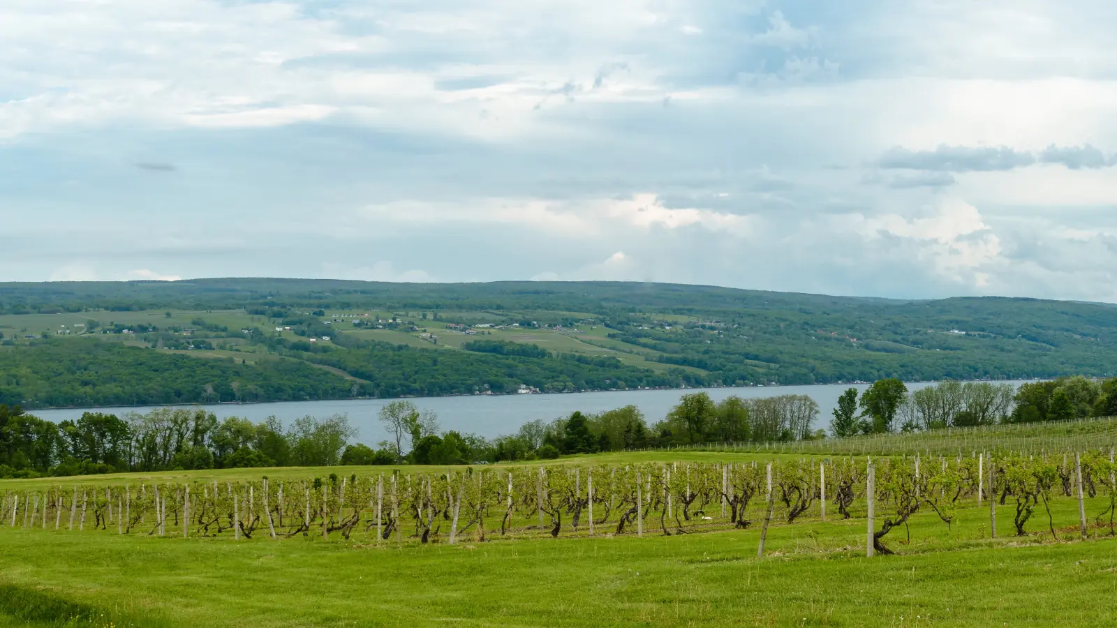 Rows of grapevines just coming into leaf on a green hillside above Seneca Lake, with the far shore's wooded hills beyond under a cloudy sky.