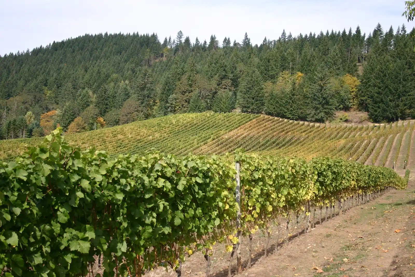 A vineyard in Oregon's Willamette Valley wine region.
