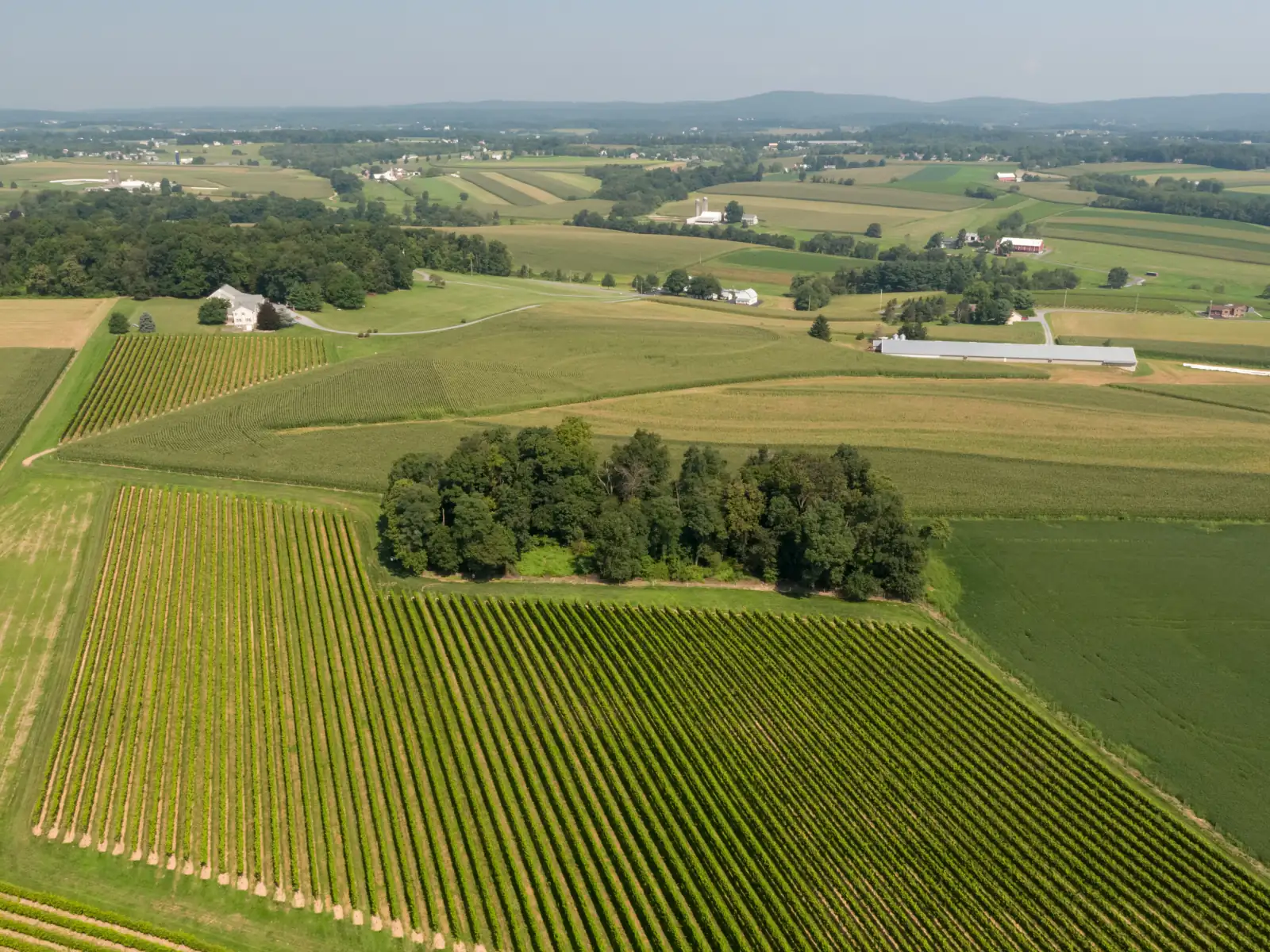 Aerial view of green vineyard rows in rolling Lancaster County farmland with a tree grove, barns and a distant ridge.