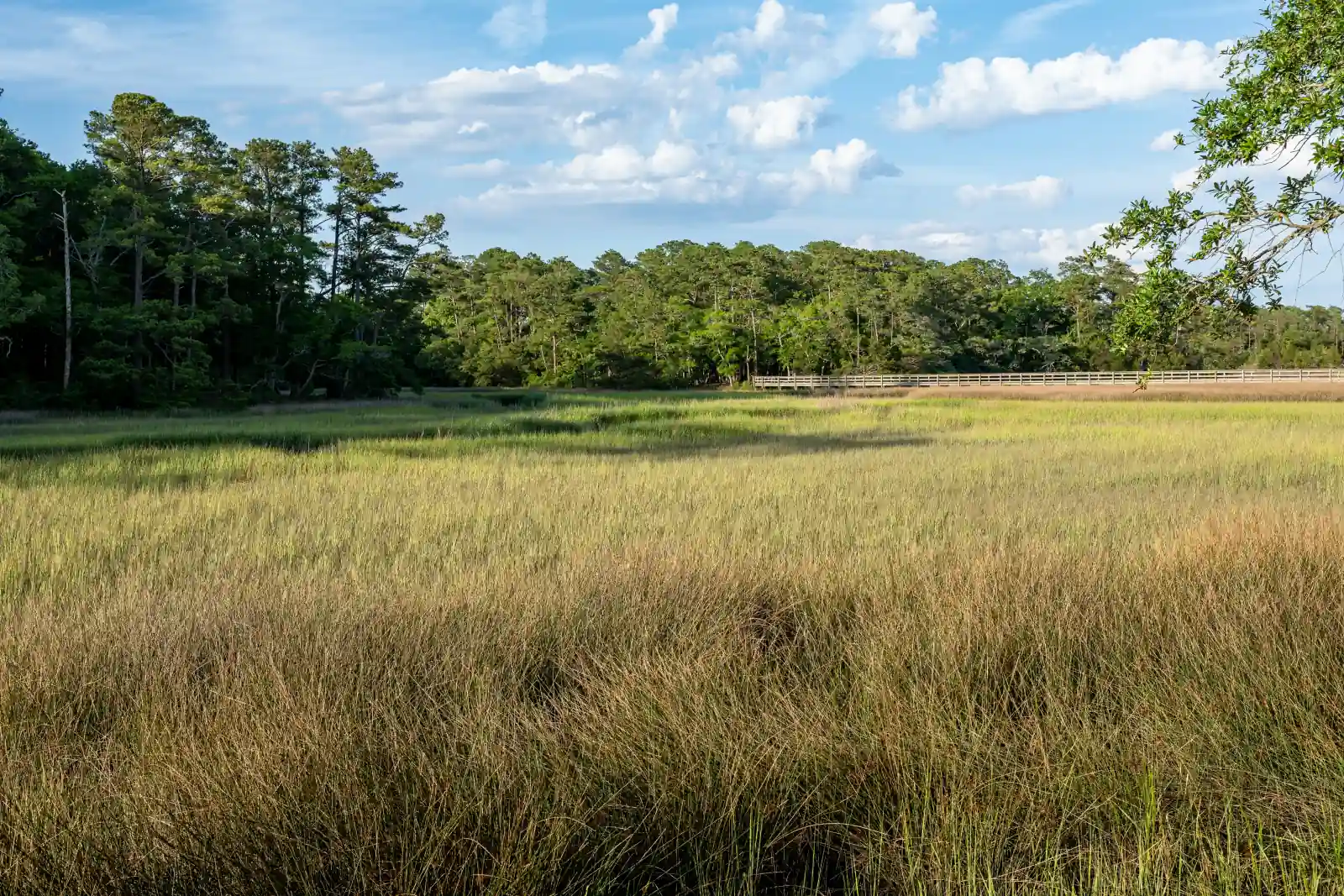 Golden salt-marsh grass stretches toward a shoreline of pines and hardwoods, with a wooden boardwalk along the far edge, under a blue sky with white clouds in coastal South Carolina.