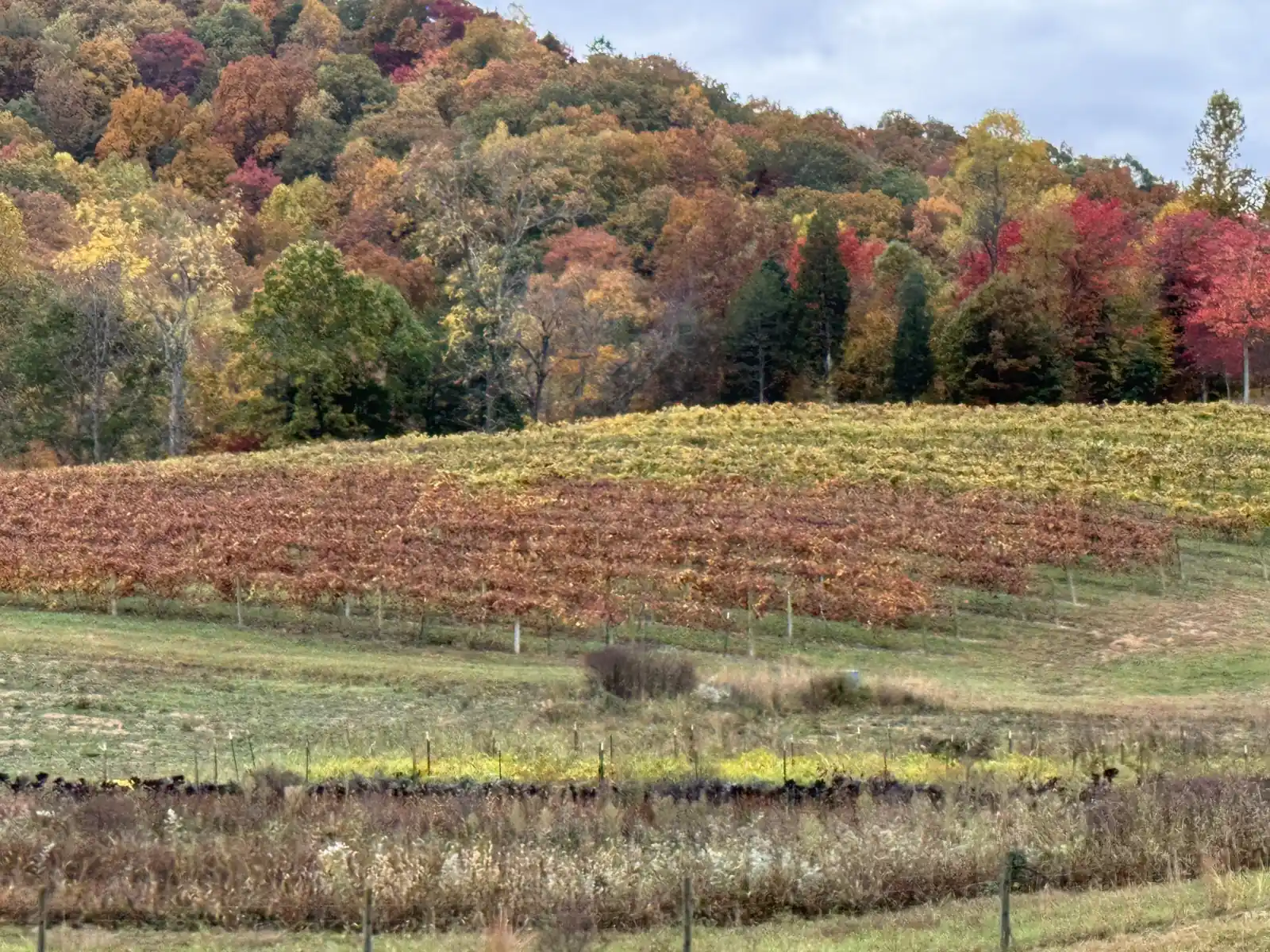 Rows of grapevines in autumn color on a hillside in Maynardville, Tennessee, below a ridge of red and gold hardwood trees.