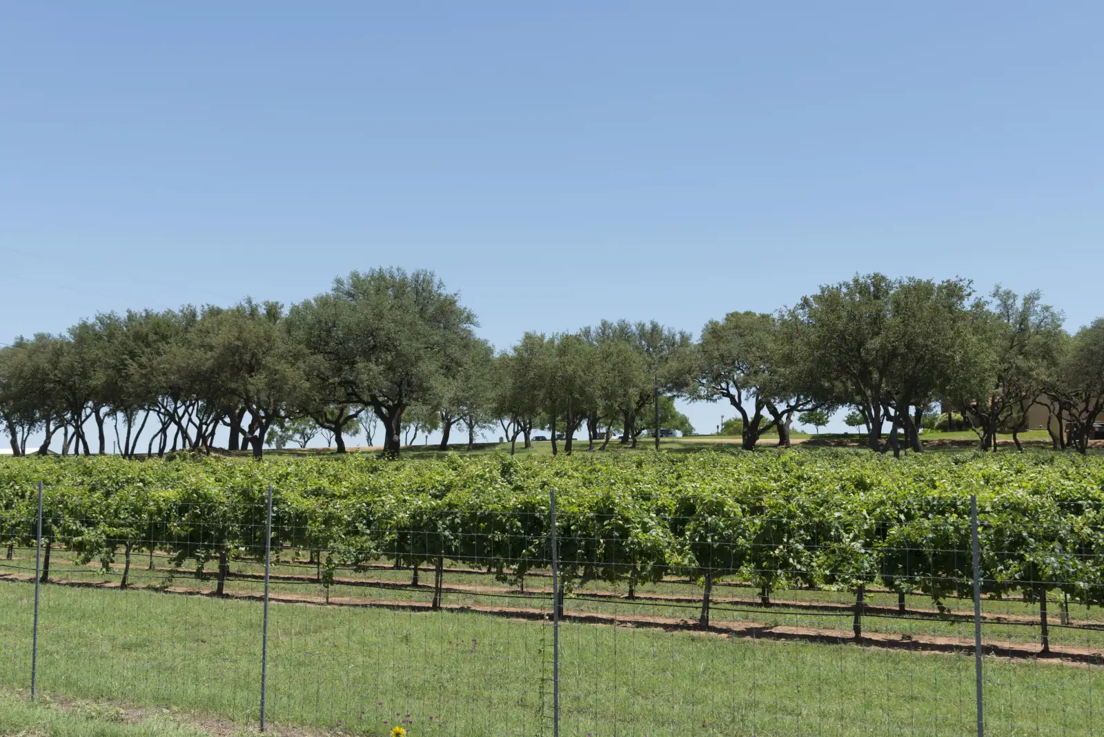 Rows of green grapevines behind a wire fence, with a line of live oak trees on the hill above, under a clear blue sky in the Texas Hill Country.