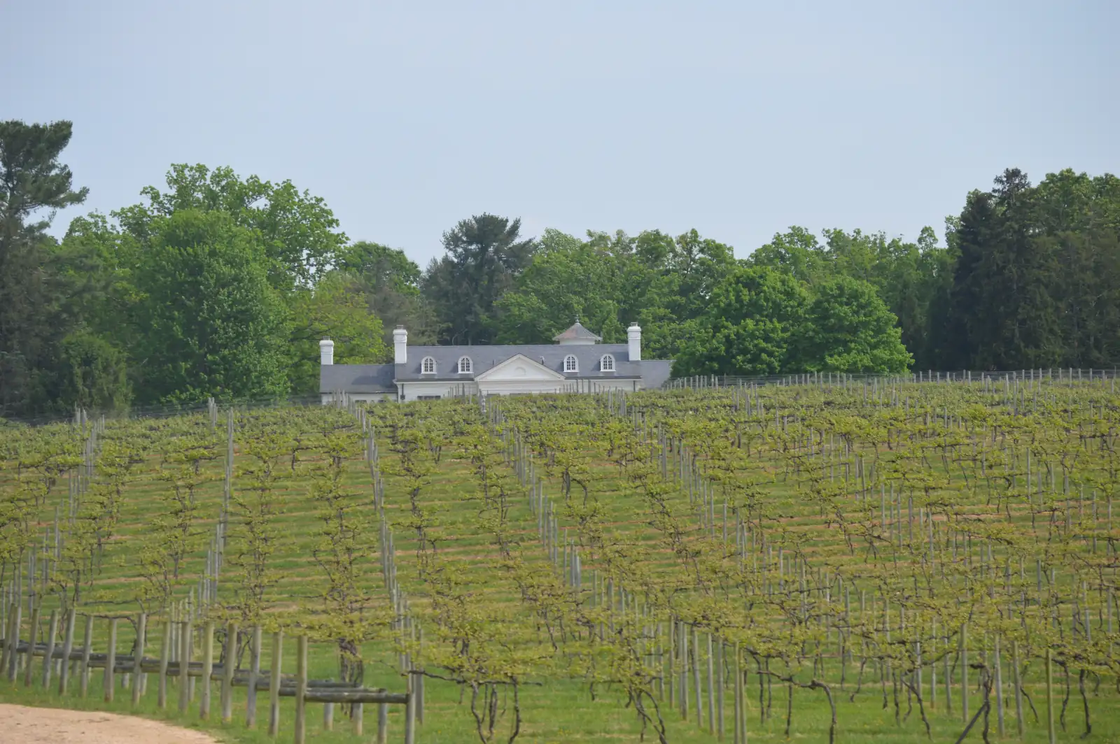 Rows of young grapevines climbing a green hillside in Albemarle County, Virginia, with a white estate house among the trees at the top of the slope.